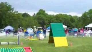 Pembroke Welsh Corgi winning his Agility Class [upl. by Arem]