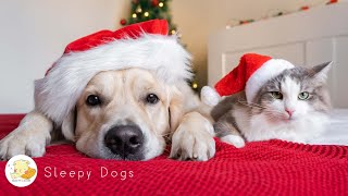 Help your Puppy go to Sleep at Night after 10 min 🐶🎅 Sleep Music For Puppies [upl. by Bennion]