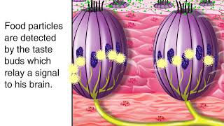 How Sense of Taste Works Animation  Tasting and Tongue Taste Buds Physiology Video [upl. by Gagne212]