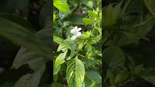 Barleria cristata var var albida [upl. by Seely172]