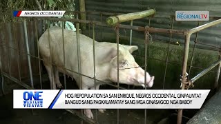 One Western Visayas  Hog repopulation sa San Enrique Negros Occidental ginpauntat [upl. by Ilrahs607]