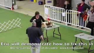 Training a show dog to stack with  Eric Salas [upl. by Arlana421]