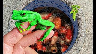 I Found Strange Ornamental Frog Purple Green Colorful Catfish turtle in Lakes  streams koi and [upl. by Orland]