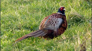 A pleasant pheasant in the grounds of Whitby Abbey [upl. by Carmita4]