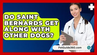 Do Saint Bernards Get Along With Other Dogs  PetGuide360com [upl. by Emersen]