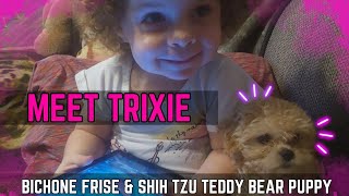 Meet Trixie  Bichon Frisé Shih Tzu  Teddy Bear Puppy 💕😍 [upl. by Fleischer]