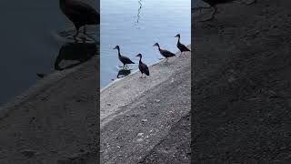 duckpond provincialfarming fyp viral mangophonk thosewhoknow phonk balkanrage [upl. by Sybley]