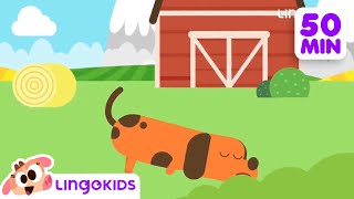 BINGO THE DOG 🐶 More Popular Songs for Kids  Lingokids [upl. by Ocihc465]