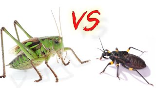 Кузнечик vs Клоп хищнец Посмотрите кто сильнее Katydid vs Assassin bug [upl. by Attelahs]