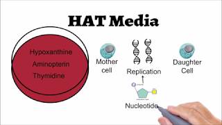 Hybridoma Technology Animated explanation [upl. by Vasileior]