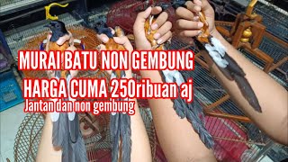 MURAI BATU NON GEMBUNG CUMA RATUSAN RIBU 21524 [upl. by Ahsart675]