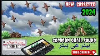 common quail soundbatair ki awazSawalhuntingsn9vs [upl. by Adiesirb328]