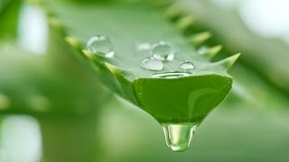 Aloe Vera Gel Extraction [upl. by Francois]