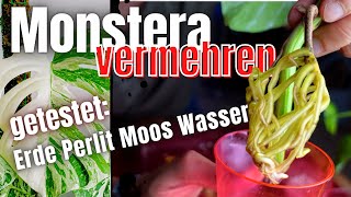 Steckling schnell und einfach bewurzeln lassen Pflanzen wie Monstera Deliciosa variegata vermehren [upl. by Ilaw]