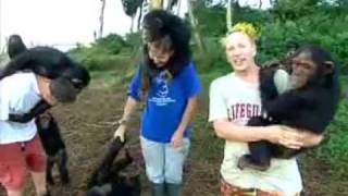 John Lydon Goes Ape  Ngamba Chimp Sanctuary [upl. by Ardnuasal]