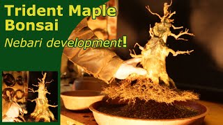 Trident maple repot after Ebihara technique  Sumo Bonsai [upl. by Lampert916]