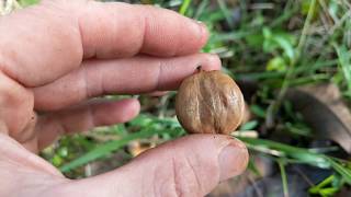 Harvesting Shagbark Hickory Nuts [upl. by Sugden]