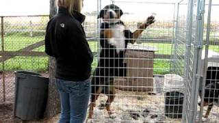 Greater Swiss Mountain Dog Adults [upl. by Coke]