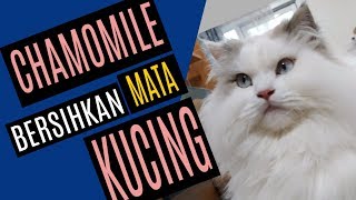 Bersihkan Mata Kucing dengan Chamomile [upl. by Proudfoot697]