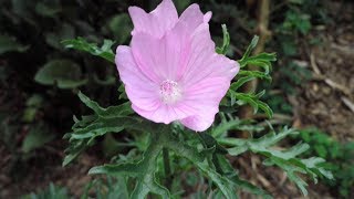 Growing Malva Moschata An Uncommon and Underutilized Permaculture Plant [upl. by Frederica233]