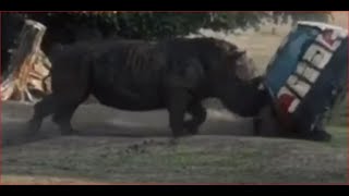 Ageresive neushoorn valt auto aande hele film [upl. by Nordine]