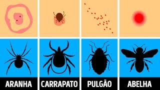 Como Identificar Uma Picada de Inseto e o Que Fazer [upl. by Francisco]