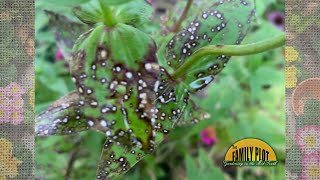 What is this on my zinnia leaves [upl. by Mccutcheon579]