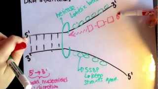 Leading strand vs lagging strand [upl. by Balthazar542]