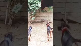 Comodo vs dog  Monitor Lizard  Magargoh  shorts trending dog monitorlizard comodo lizard [upl. by Hasen]