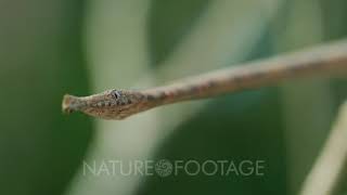 Leafnosed Snake [upl. by Yesnel399]