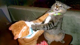 The Most DRAMATIC CATS moments ever 😂 Funny Cat Videos 2024😹 [upl. by Day]