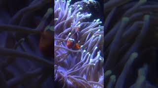 Anemones and Clownfish learn anemones clownfish aquaticlife dallasaquarium [upl. by Jasmina]