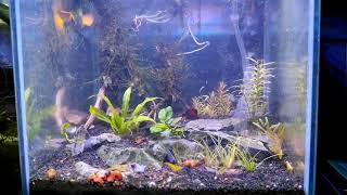 Neocaridina Nano Shrimp Tank Time Lapse [upl. by Doak]