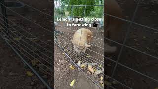 Noisy Neighbors  kunekune pig sebastopol goose farmlife homestead [upl. by Sheeran]