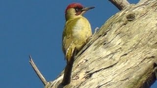 Green Woodpecker Tree Climbing  Pic vert [upl. by Holihs]