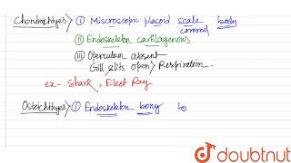 Describe the genral character of chondrichthyes or Osteichthyes Mention a few examples [upl. by Sibie]