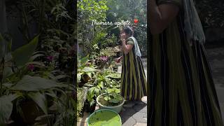 Guys നമ്മുടെ താമര വിശേഷം 🤨gardening flowers home garden youtube minivlog shortvideo shorts [upl. by Ahsiaa903]