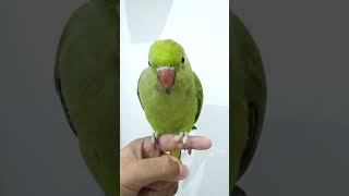 Parrot voice parrot birds parrottalking parrottalking parrotcockatielplayingwithmirrortalking [upl. by Rizas634]