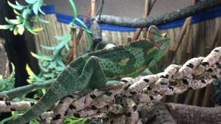 Juvenile Veiled Chameleon COLOR CHANGING [upl. by Anoval]