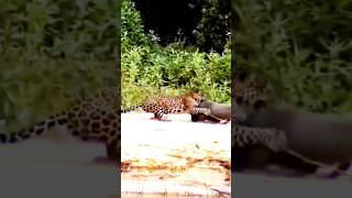 Leopard vs Rodent Unbelievable HighSpeed Hunt Caught on Camera [upl. by Euqinahc]