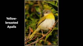 Yellow breasted Apalis call [upl. by Lisha]