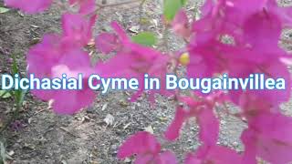 Dichasial cyme in Bougainvillea bougainvilleainflorescencedichasialcyme [upl. by Torosian]