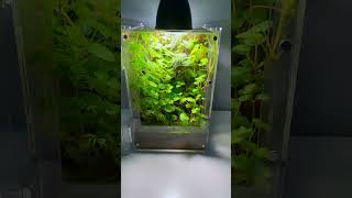 Nano Paludarium terrarium aquarium aquascape paludarium plantedtank plants vivarium fish [upl. by Rod572]