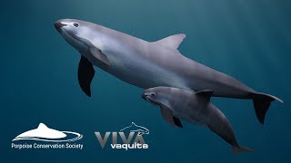 Save the Vaquita Petition [upl. by Hollis]