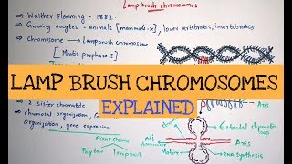 Lampbrush chromosomes  Giant chromosomes  By Phanindra guptha [upl. by Omidyar647]