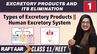 Excretory Products and its Elimination 01  Types of Excretory Products  Class11NEET  RAFTAAR [upl. by Carmelle531]