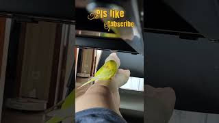 Pilipili 1080th day afternoon nap time Funny and cute budgie playful parakeet happy birdshorts [upl. by Remy]