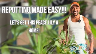 Repotting Made Easy Getting This Spathiphyllum A New Home  Care Tips [upl. by Marutani]