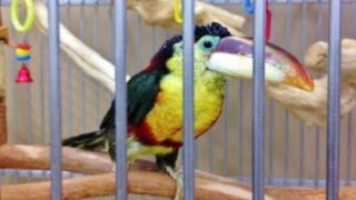 CURL CRESTED ARACARI TOUCAN [upl. by Nalyd682]