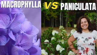 Hydrangea varieties Macrophylla mophead vs Paniculata panicle [upl. by Idnim]